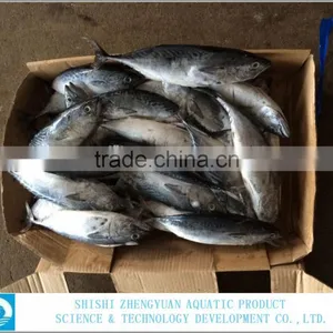 2016 Hot Selling Big Size Tuna thumbnail-2