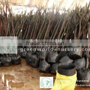Prunus Cerasifera for Turkey thumbnail-1