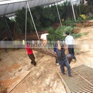 Trachycarpus Fortunei Landscaping Tree thumbnail-1