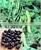 Mucuna Pruriens thumbnail-1