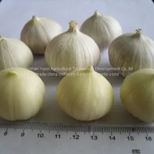 Fresh Garlic thumbnail-1