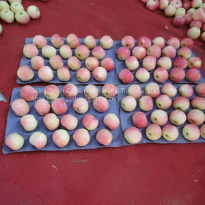 Chinese Gala Apple thumbnail-3