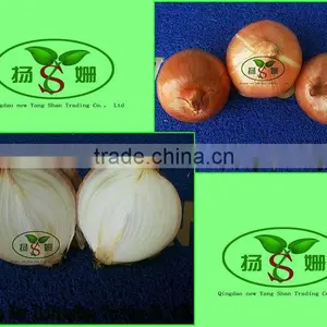 Hot Sale Big Yellow Onion Packing In Mesh Bag Sale In Market Price thumbnail-1