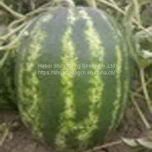 Hybrid Seedless Watermelon Seeds Large Fruit thumbnail-2
