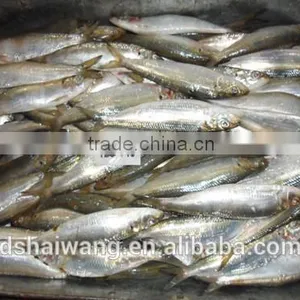 Frozen Sardine From Chinese Manufacturer With Size 120-140 Pcs /10kg thumbnail-1