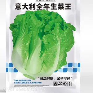 10g Hotsale F1 Cheap Price Romania Lettuce Seeds for Planting thumbnail-1
