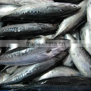 FROZEN BONITO thumbnail-2