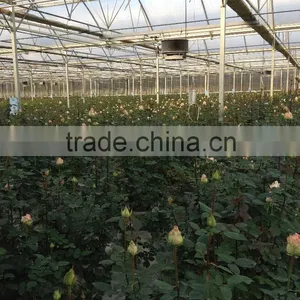 Greenhouse Multifunction 2,5 to 3 Meters Gutter Height thumbnail-4