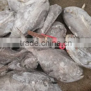 Frozen Black Moon Fish Whole Round or HGT thumbnail-1