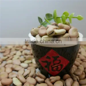 Broad Bean 2016 Crop Oil Bean High Quality thumbnail-1