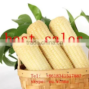 Sweet Frozen White Corn Maize Cob for Sale thumbnail-1
