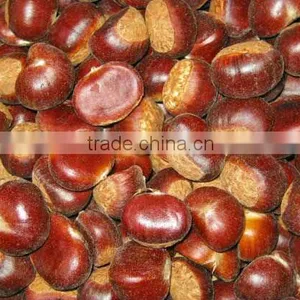 Honey Fresh Chestnut thumbnail-1