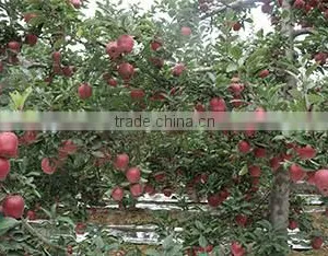Huaniu Apple/Red Mature Huaniu Apple Factory thumbnail-4