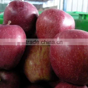 Shanxi Huaniu Apple Crop 2010 thumbnail-1