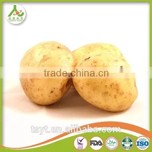Best Quality Fresh Irish Potatoes Potato thumbnail-5
