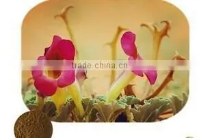 GMP Natural High Quality Harpagophytum Procumbens Extract thumbnail-2