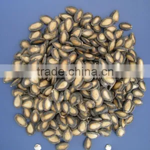 Black Watermelon Seeds in 11cm, 2013 Crop thumbnail-1