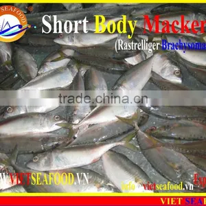 FROZEN SHORT BODY MACKEREL WHOLE ROUND thumbnail-3