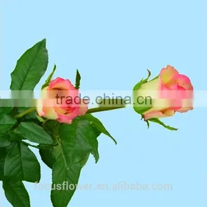 High Quality Red Velvet Fresh Cut Foliage Glass Love Roses Hopeshow With 20stems/bundle From Kunmming thumbnail-1