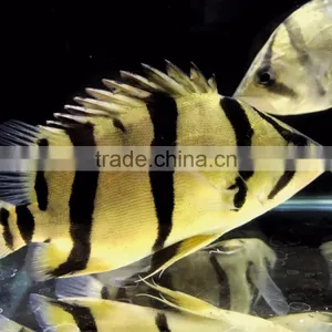 Tiger Fish Rare Aquarium Fish From Thailand Exporter thumbnail-1