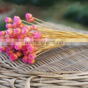 Dried Natural Small Mini Flower Brazilian Art Artificial Dried Flower Home Decoration thumbnail-1