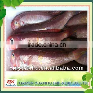 Frozen Red Horsehead Fish thumbnail-1