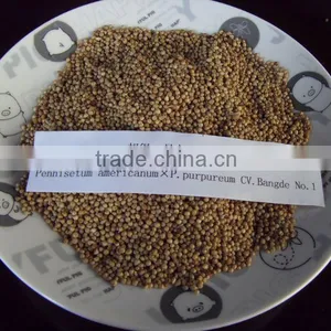 Warm Region Grass Seed Pennisetum Americanum * P.purpureum CV.Bangde No.1 thumbnail-1