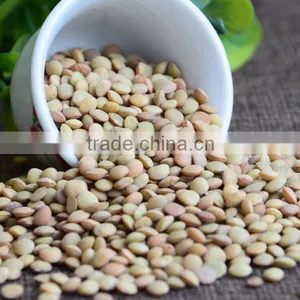 Crop2015 Chinese Lenils of Price thumbnail-1