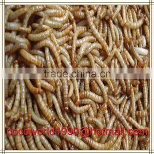Bird Eating Worm/mealworm Snack/what do Mealworms Like to Eat thumbnail-5