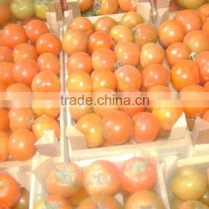 Fresh Tomato thumbnail-2