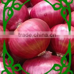 Onion thumbnail-1