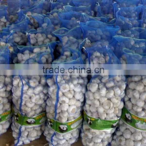 Normal White Garlic thumbnail-1