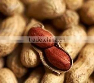 Peanuts in Shell thumbnail-2