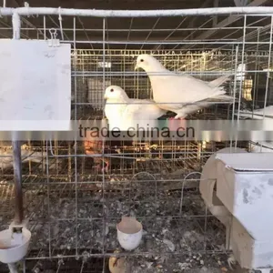 3 Layers 12 Doors Pigeon Cages for Poultry Farm thumbnail-1