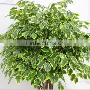 Indoor Decoration Fake Banyan Tree for Sale,fake Banyan Trees thumbnail-6