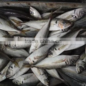 Frozen Horse Mackerel W/R Fish thumbnail-1