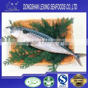 Frozen Fish Pacific Mackerel 80-100pcs/10kg thumbnail-2