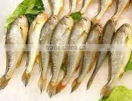 Croaker thumbnail-1