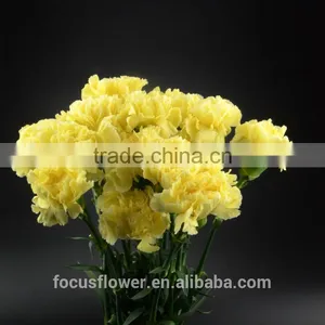 the Best Quanlity Fresh Cut Carnation Natural Flowers to Workmates thumbnail-4