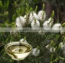 Cajeput Oil thumbnail-1