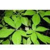 Nettle Root Extract 1% Silic Acid (HPLC),4:1 thumbnail-1