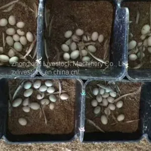 Duck Nest Box/ Duck Feeder thumbnail-3