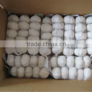 2016 Pure White Garlic 3P/4P/5P/ in 10kg Carton thumbnail-1