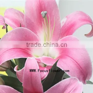 Reasonable Price Spray Lily Natural Flowers With 1.7~3.5KG/Bundle Tiger Lily Silk Flowers Blue Named As Fresh Cut Lily Robina Fr thumbnail-1
