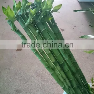 DRACAENA SANDERIANA 10cm-80cm Straight Lucky Bamboo Bonsai Hot Sale in USA Market Indoor Ornamental Water Aquatic Plants thumbnail-3