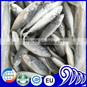 New Arrival Good Quality Frozen Horse Mackerel Fish thumbnail-1