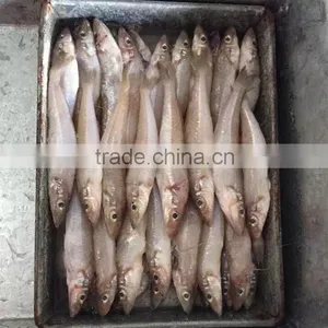 Frozen Lady Fish/Silago Shiema thumbnail-2