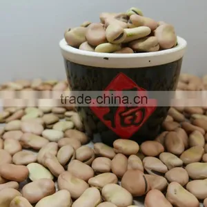 Price of Broad Beans / Faba Beans / Fava Beans for Cannery thumbnail-2