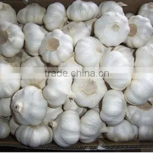 Fresh Normal White Garlic From Cold Store thumbnail-6