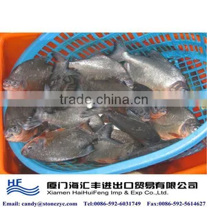 Frozen Fresh Black Pomfret Whole Round thumbnail-1